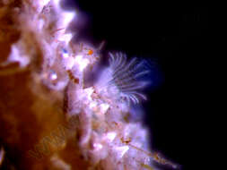 Image of Biota