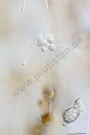 Image of choanoflagellates