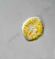 Image of Myzozoa