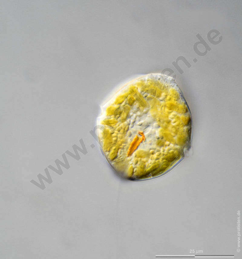 Image of Myzozoa