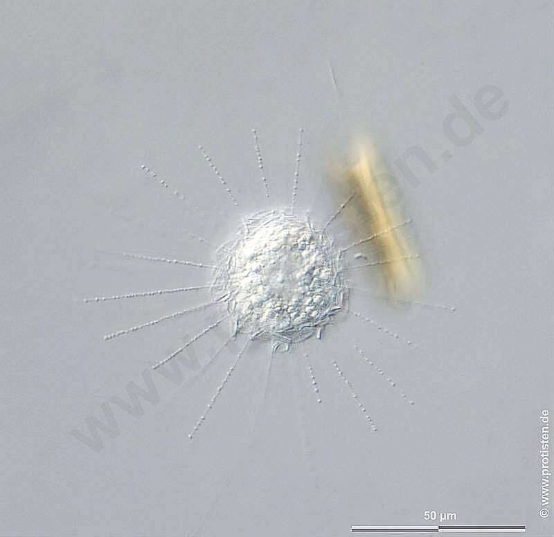 Image of Raphidiophrys capitata Siemensma & Roijacker 1988