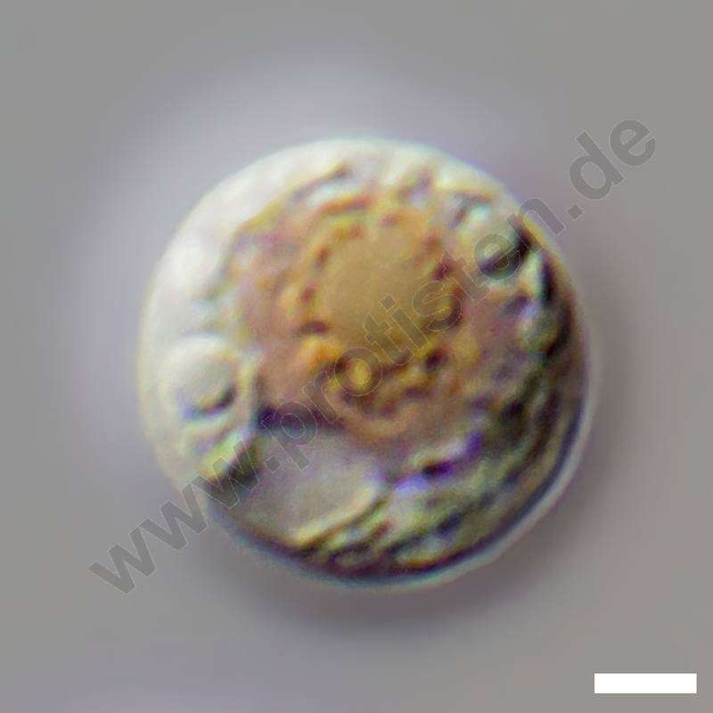 Image of Bangiophyceae