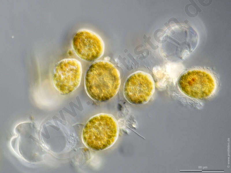 Image of Myzozoa