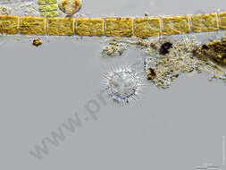 Image of Haptista