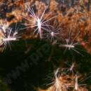 Image of Freshwater hydroid