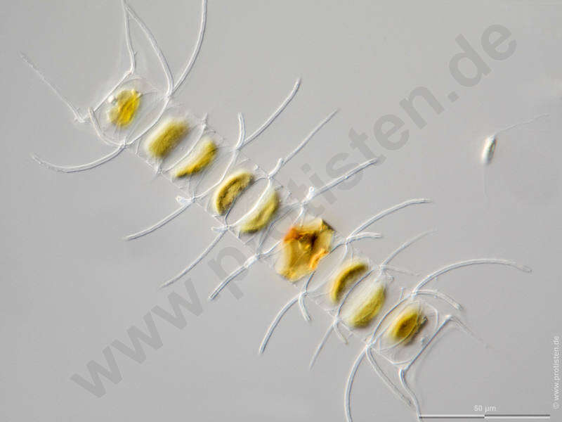Image of Chaetocerotophycidae