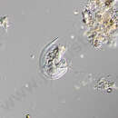 Image of Discomorphella pectinata (Levander 1894) Corliss 1960