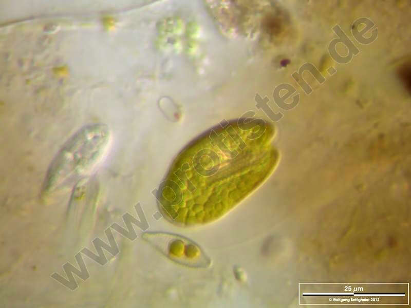 Image of Cryptomonadaceae
