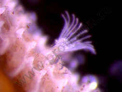 Image of Biota