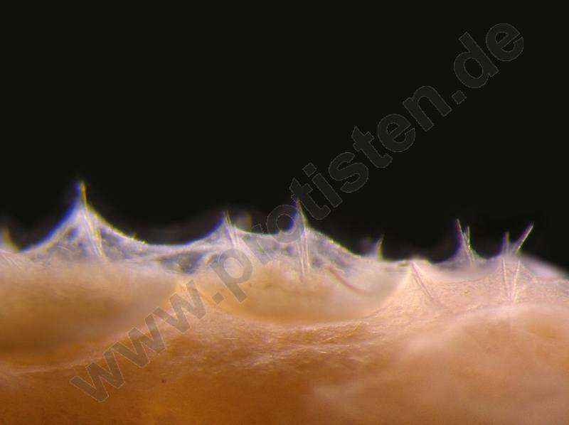Image of Biota