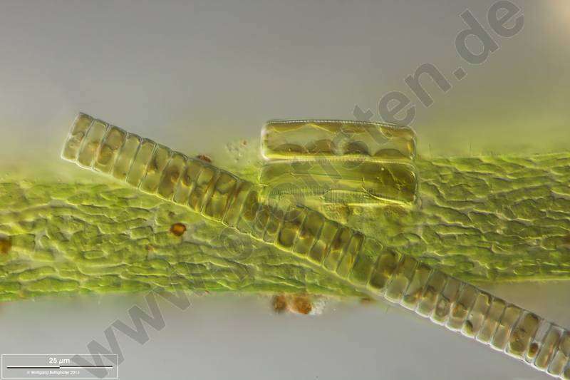 Image de Eunotiophycidae