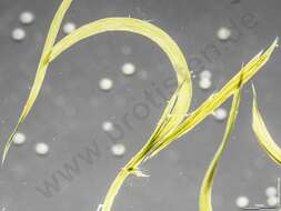 Image of Aphanizomenonaceae