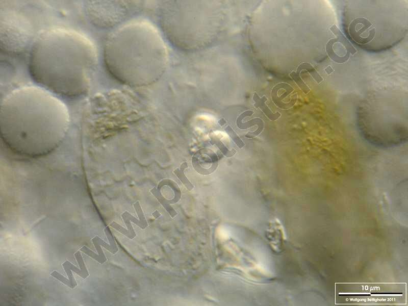 Image of Evosea