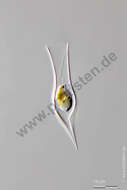 Image of Dinobryaceae