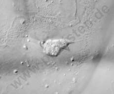 Image of Dictyochophyceae