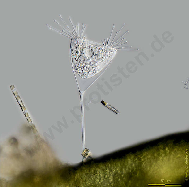 Image of Endogenida