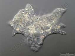 Image of Longamoebia