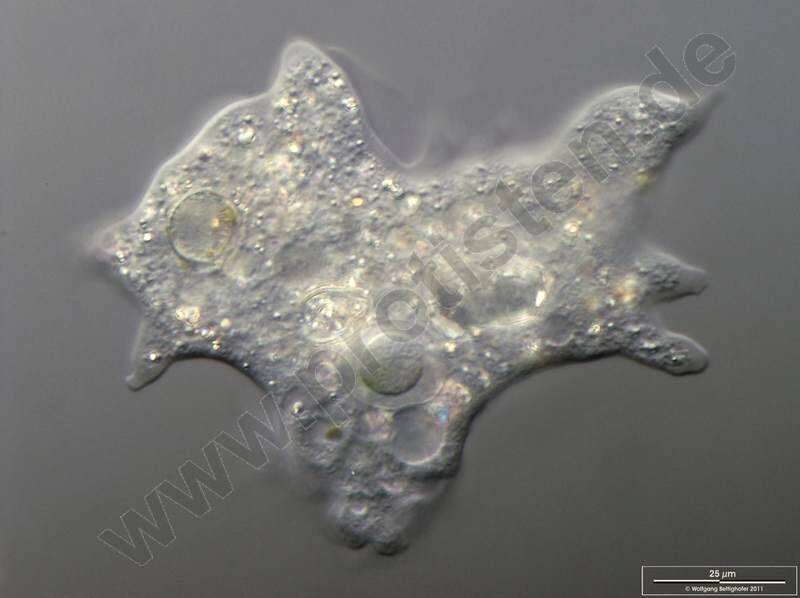 Image of Longamoebia