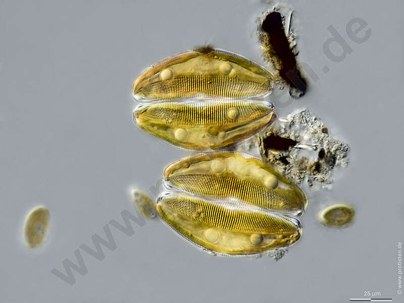 Image of Bacillariophyceae