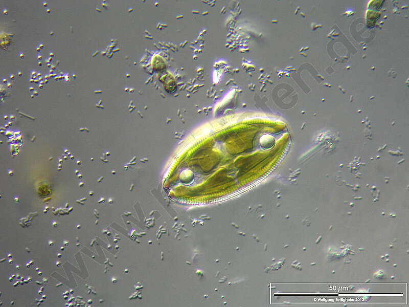 Image of Bacillariophyceae