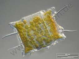 Image of Mediophyceae