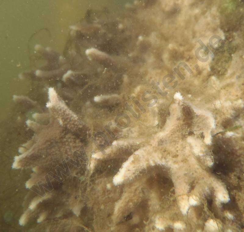 Image of Spongilla