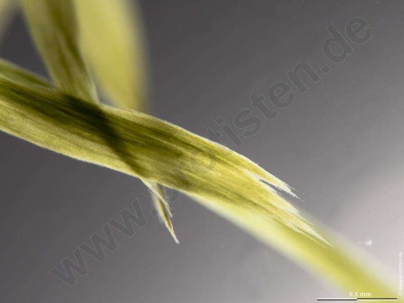 Image of Aphanizomenonaceae