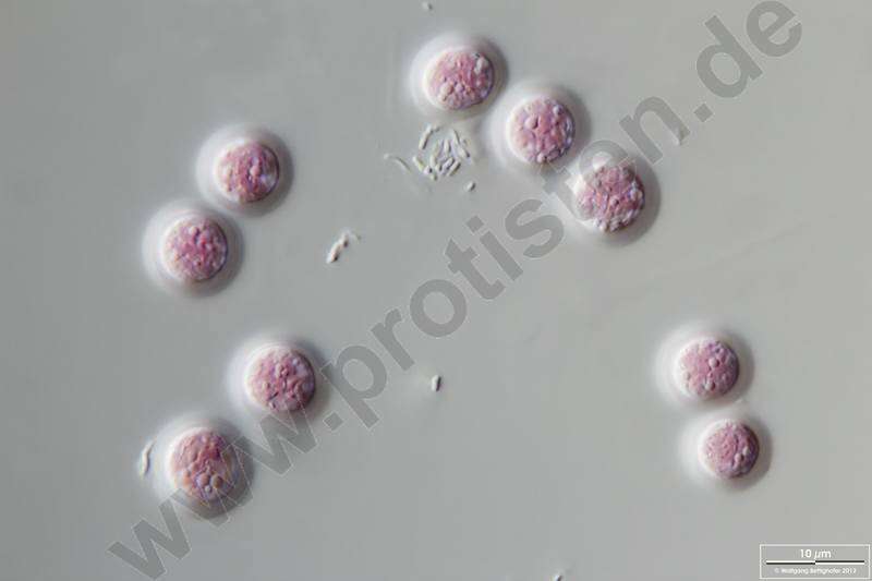 Image of Bangiophyceae