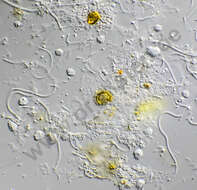 Image of Dictyochophyceae