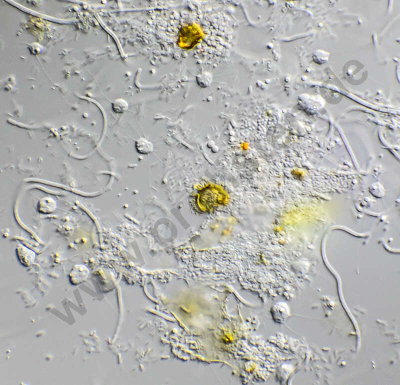 Image of Dictyochophyceae