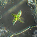 Image of <i>Ankistrodesmus gracilis</i> (Reinsch) Korshikov