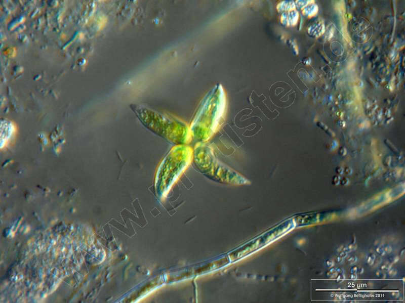 Image of Ankistrodesmus Corda 1838