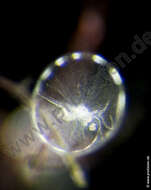 Image of Noctilucales