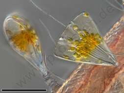 Image of Licmophorales