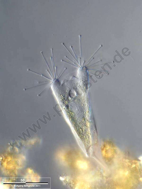 Image of Endogenida