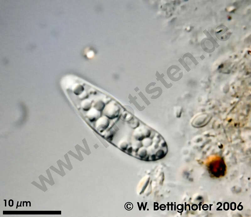 Image of Gammaproteobacteria