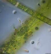 Image de Rhodellophyceae