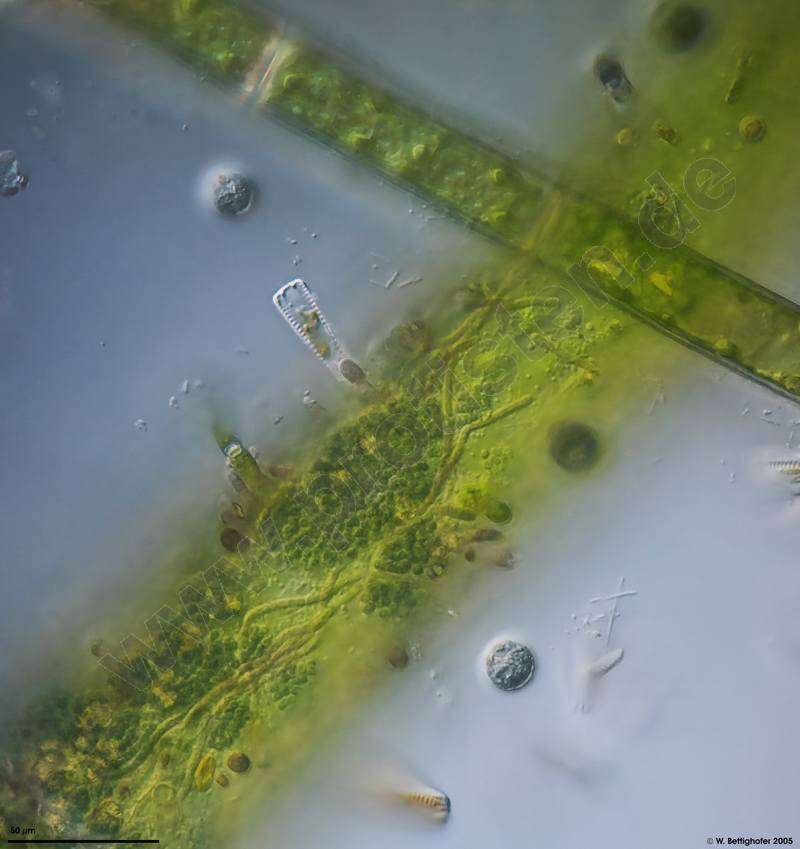Image de Rhodellophyceae