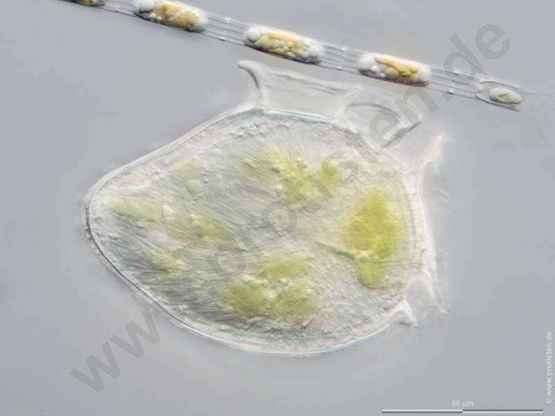 Image of Dinophysiales