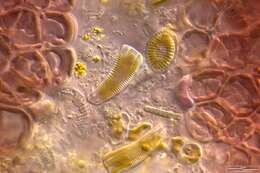 Image of Rhoicosphenia A. Grunow 1860