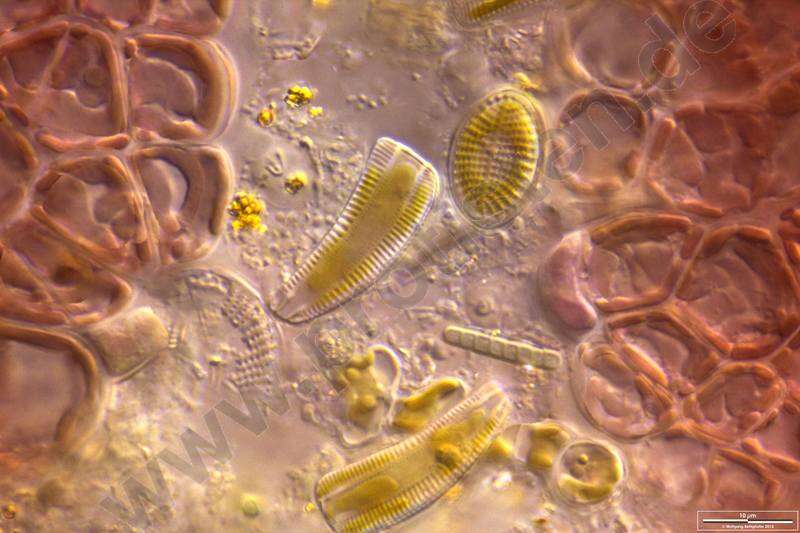 Image of Rhoicosphenia A. Grunow 1860