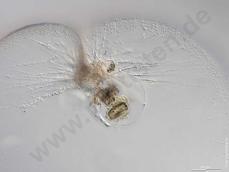 Image of Noctilucales