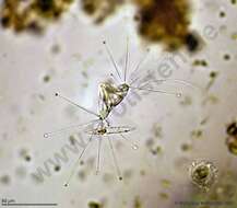 Image of Endogenida
