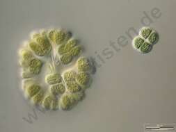 Image of Gomphosphaeriaceae