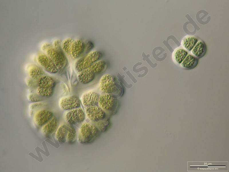 Image of Gomphosphaeriaceae
