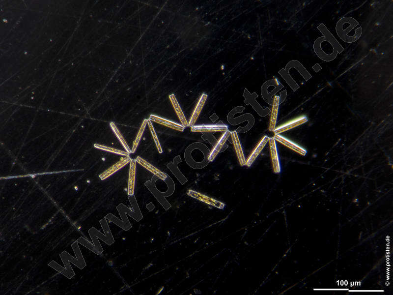 Image of Fragilariophyceae