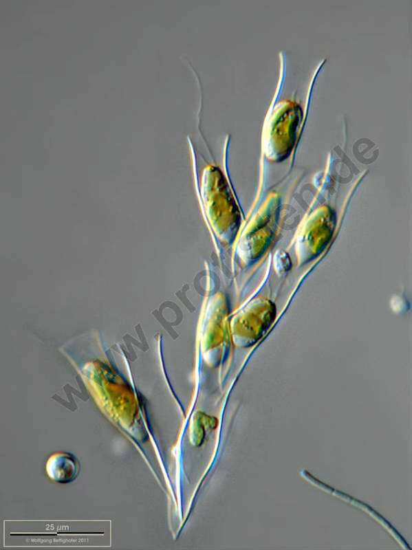 Image of Dinobryaceae