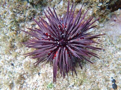 Image of Burrowing urchin