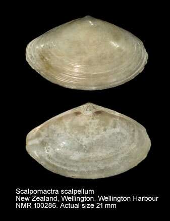 Image of Scalpomactra Finlay