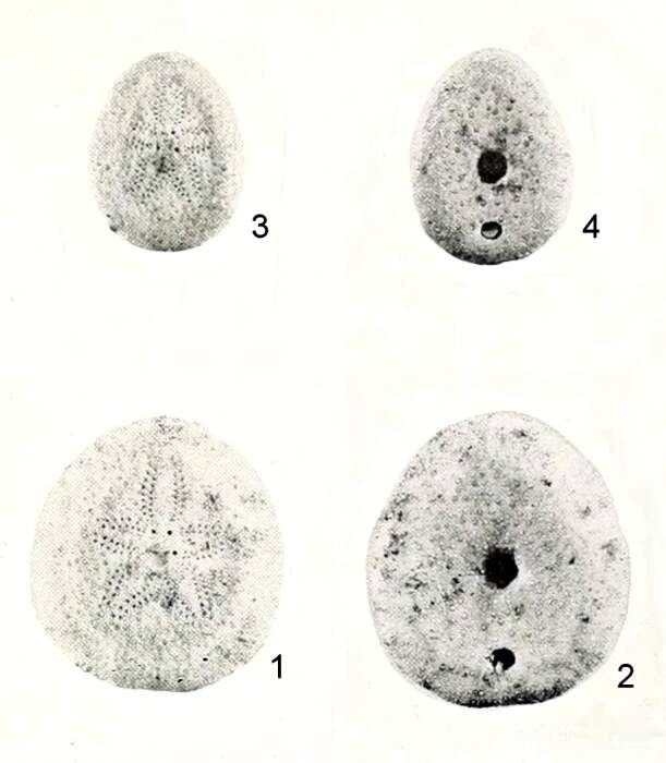 Image of Echinocyamus planissimus H. L. Clark 1938
